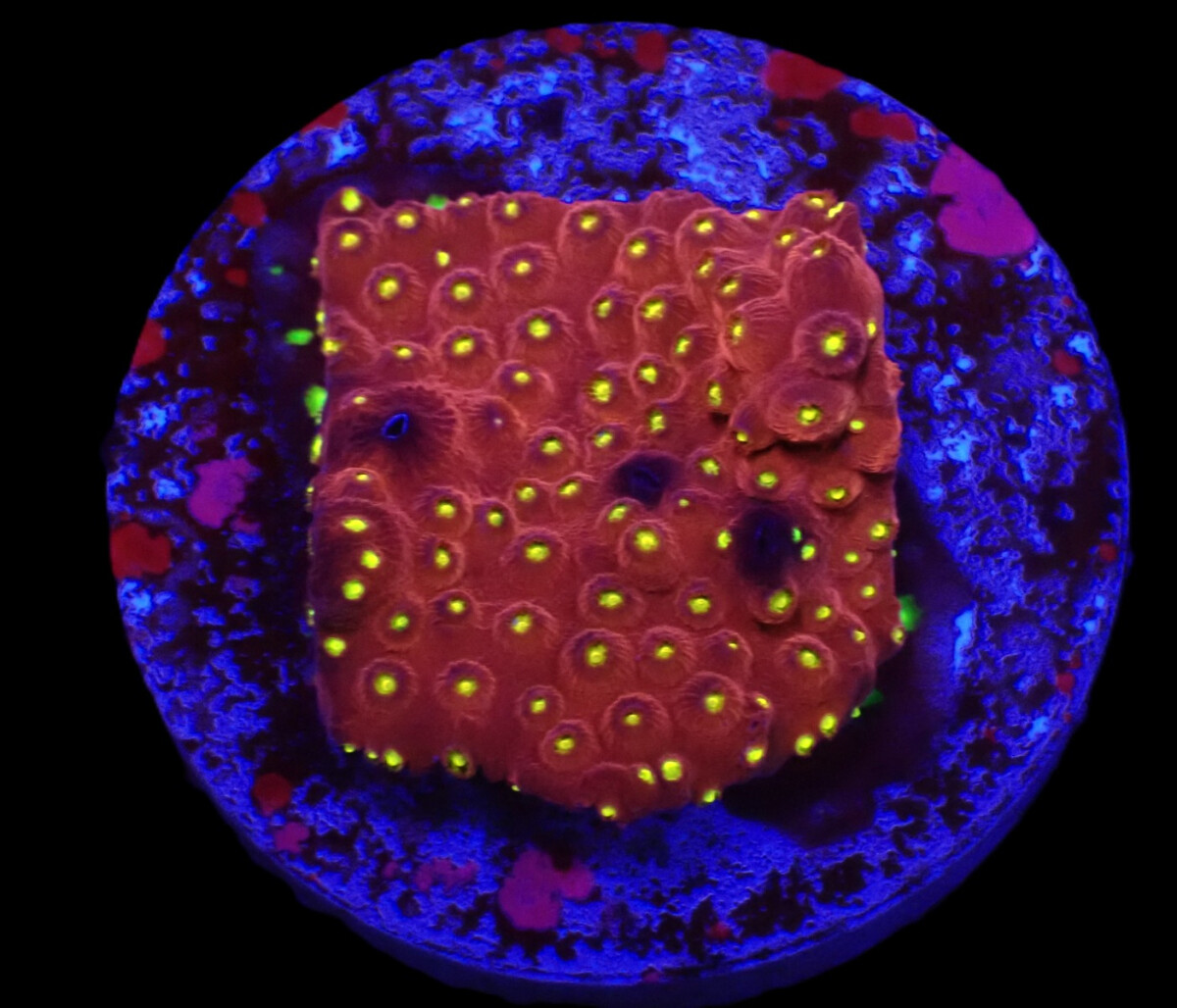 Cyphastrea sp. (JF Bling Bling)