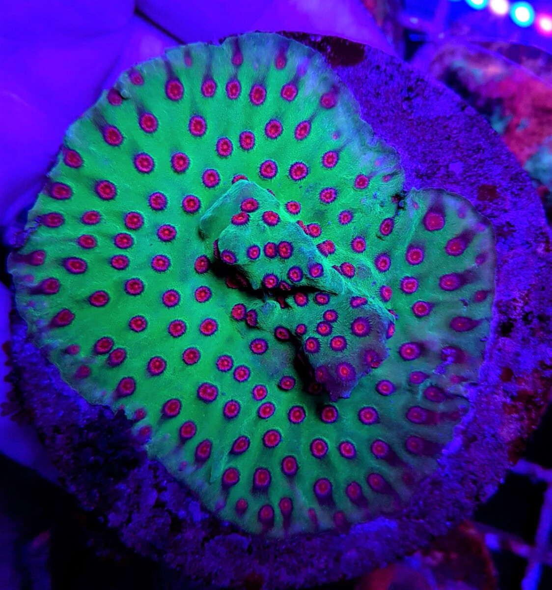 Cyphastrea spp. ULTRA ( verschiedene Farben )