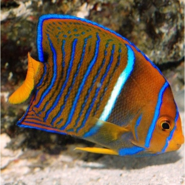 Pomacanthus annularis - Ringkaiserfisch