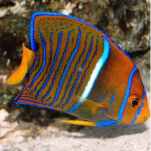 Pomacanthus annularis - Ringkaiserfisch