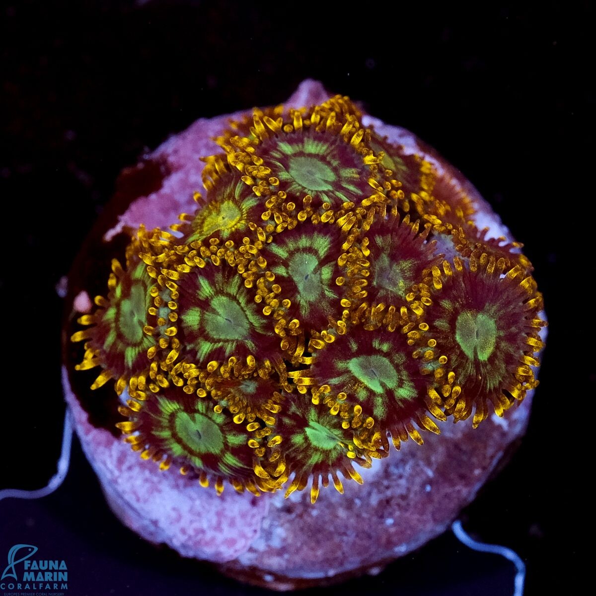 Zoanthus sp. Electric Daisy