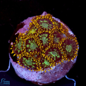 Zoanthus sp. Electric Daisy