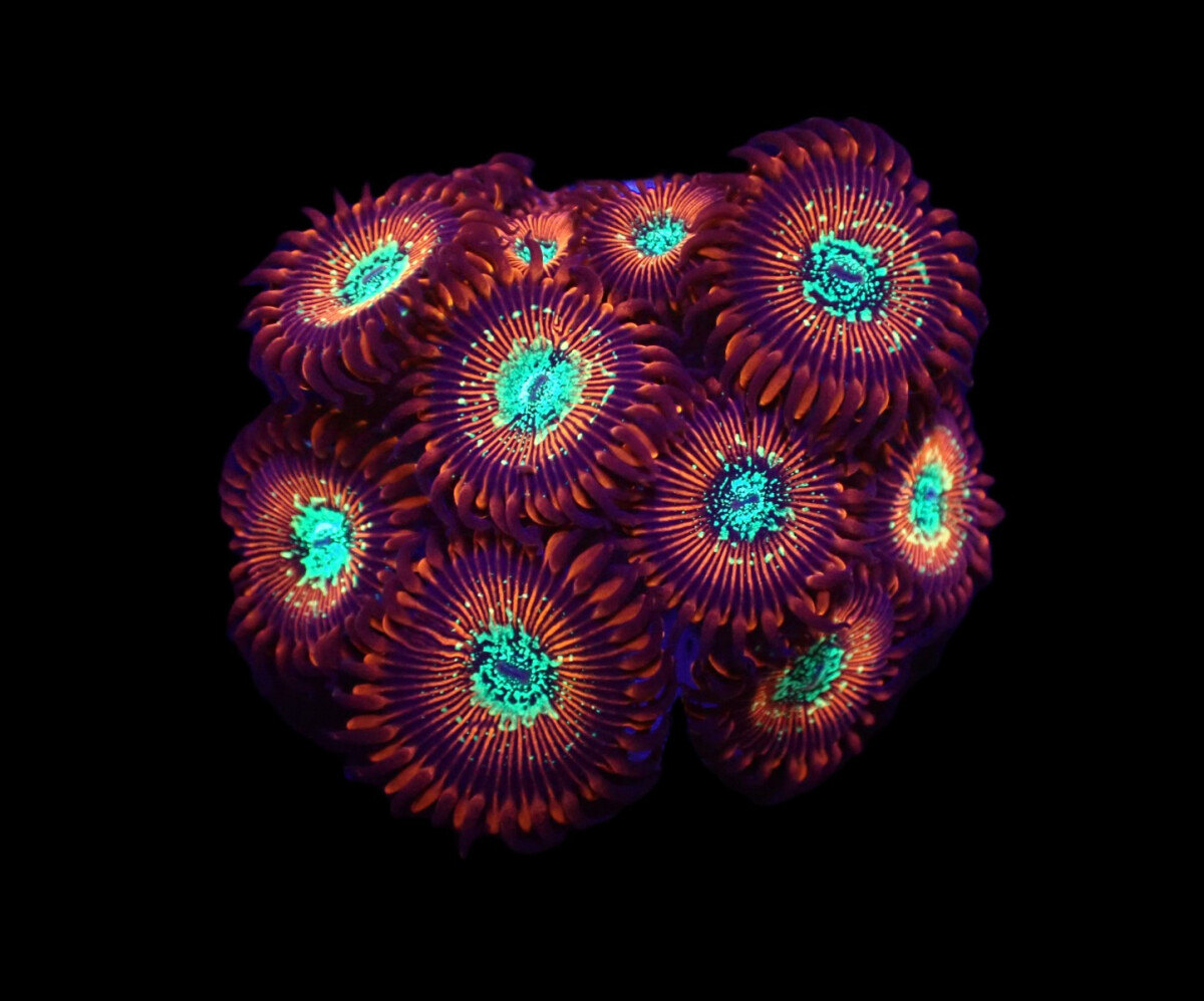 Zoanthus sp. Red magicians