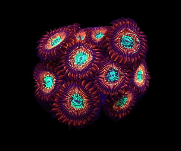 Zoanthus sp. Red magicians