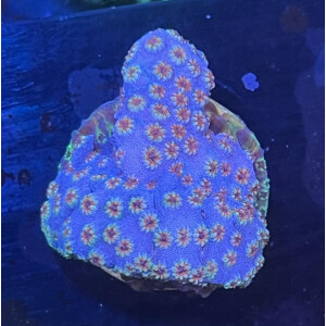 FMC Cyphastrea Skittles Bomb V
