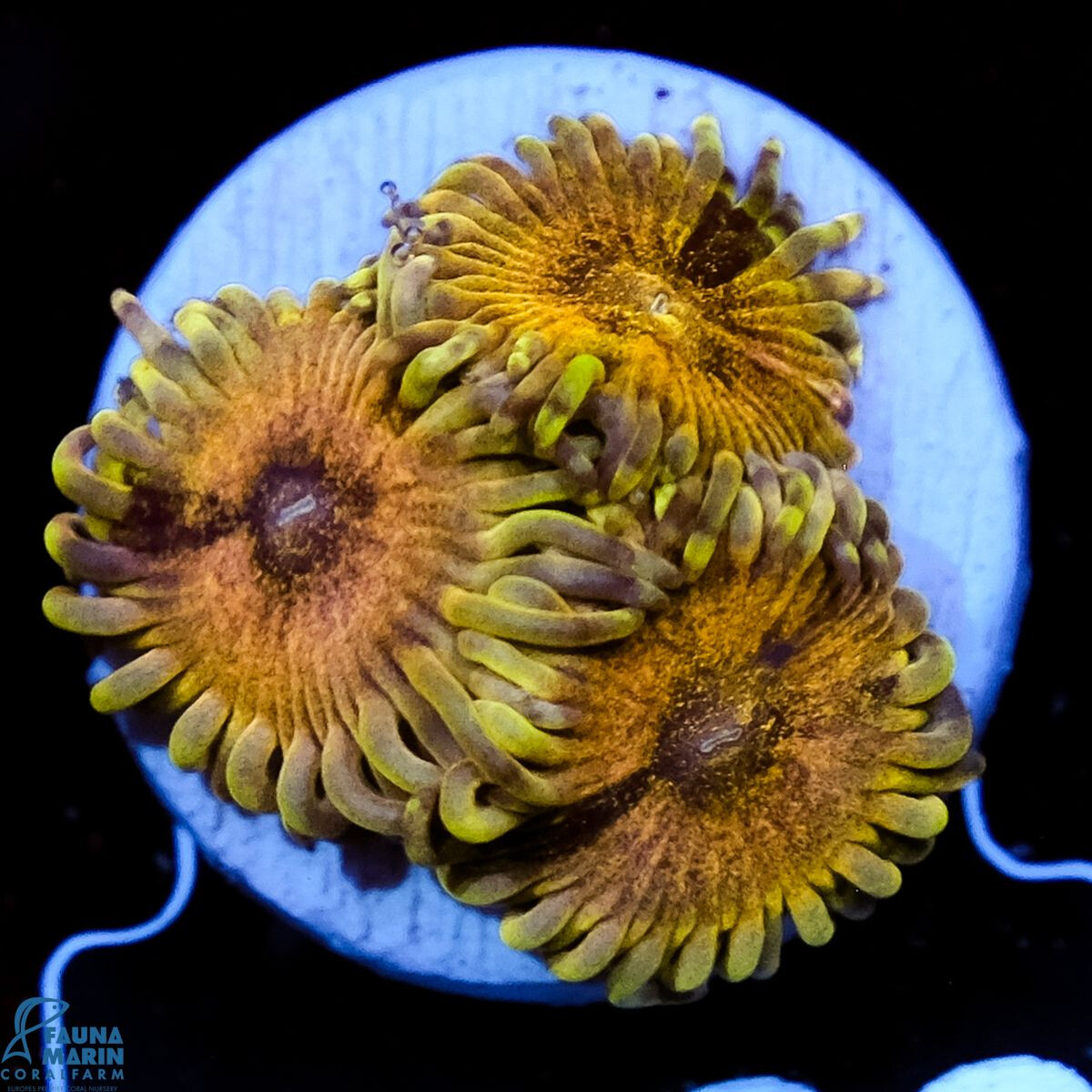 Zoanthus sp. Lemon Sour 2 Polypen box