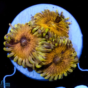 Zoanthus sp. Lemon Sour 2 Polypen