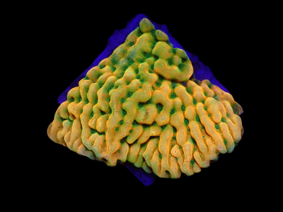 Montipora spp. Beach Bum (frag)