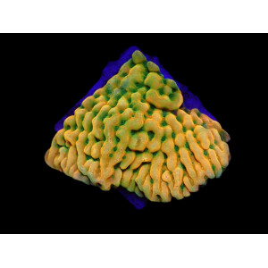 Montipora spp. Beach Bum (frag)