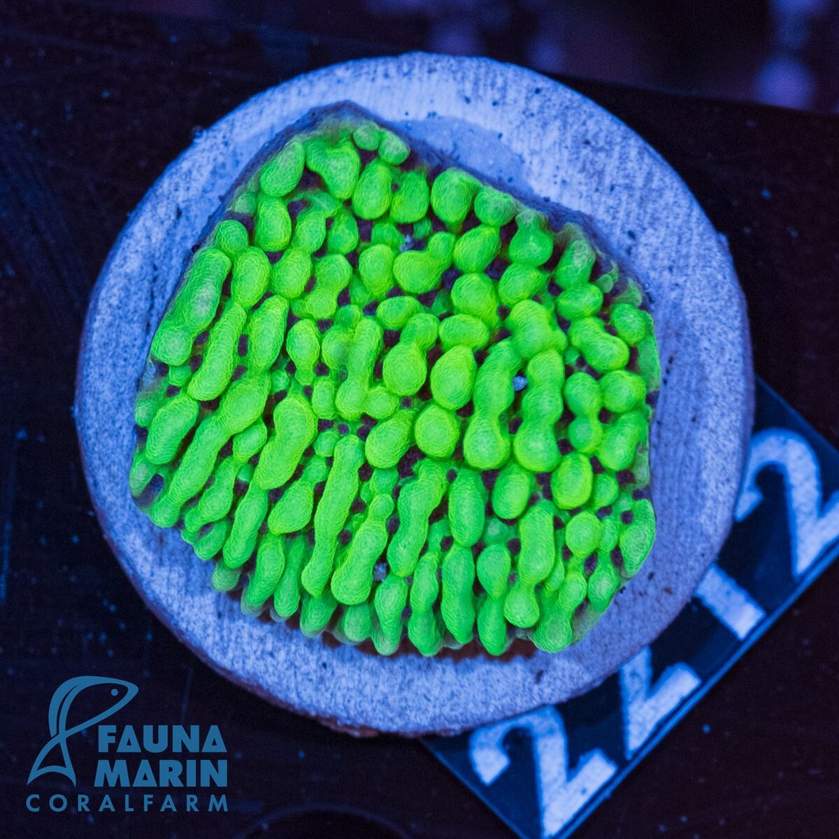 Montipora spp. Appleberry (frag) box