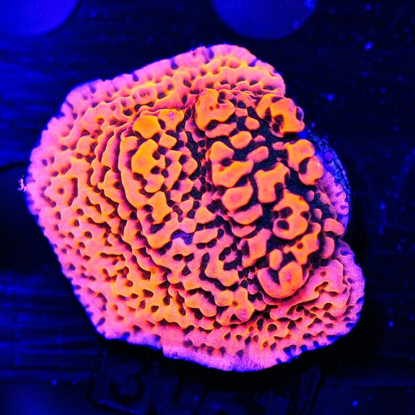 Montipora spp. Cherry Tree (frag)