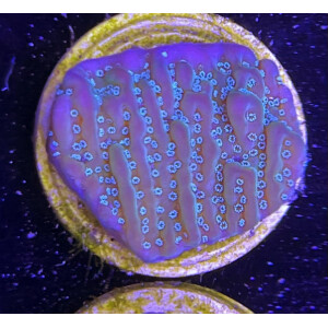 Montipora delicatula Blue Polyps (frag)