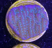 Montipora delicatula Blue Polyps (frag)