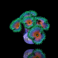 Zoanthus sp. Captain America