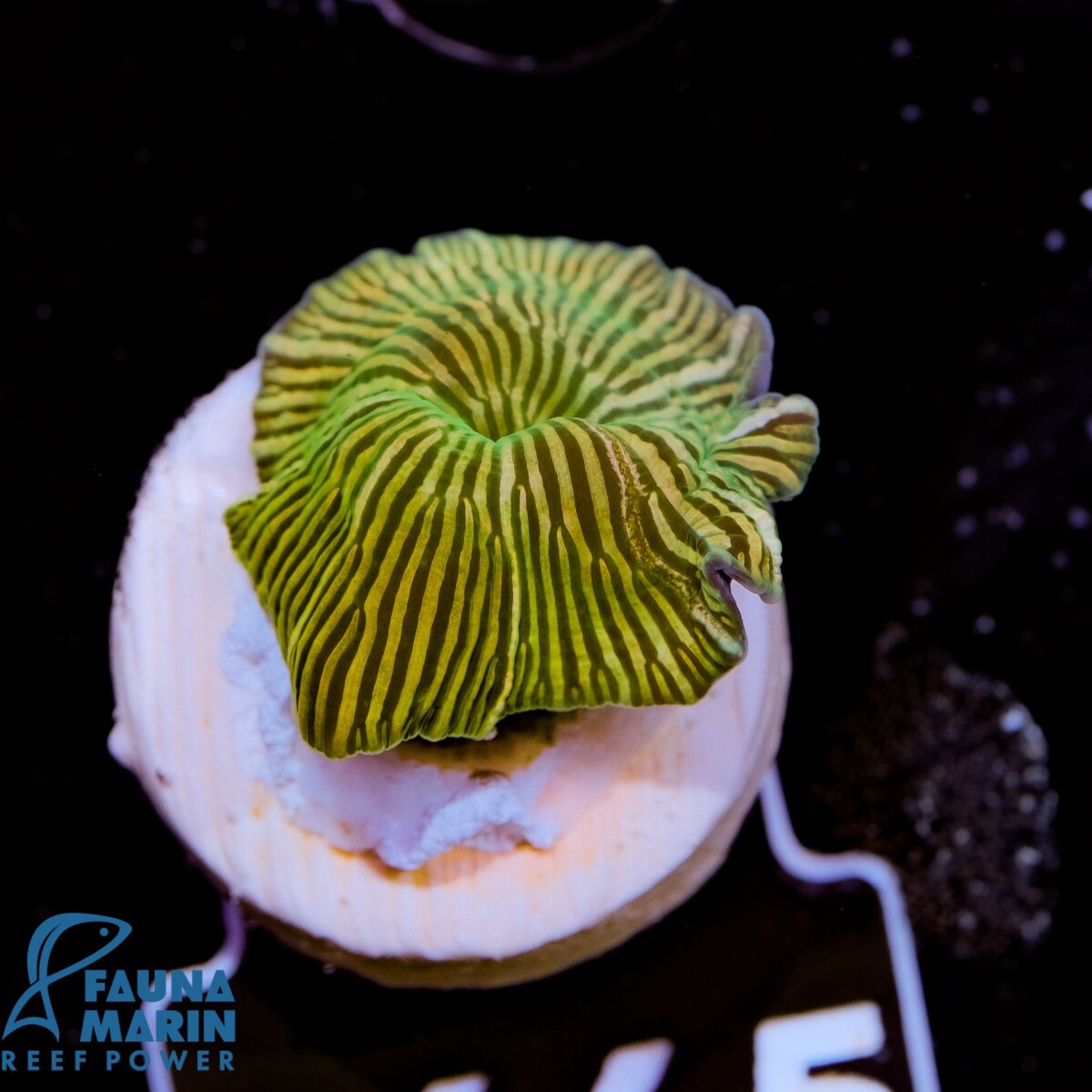Discosoma green stripes