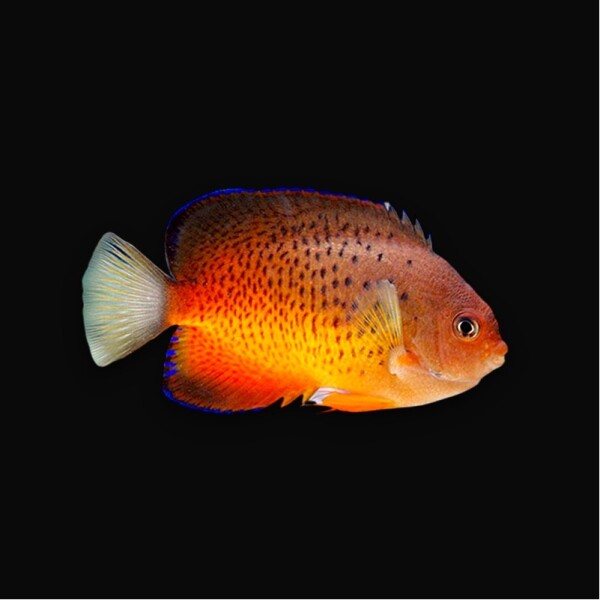 Centropyge ferrugata - Rotbrauner Zwergkaiserfisch
