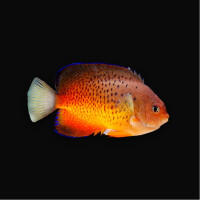 Centropyge ferrugata - Rotbrauner Zwergkaiserfisch