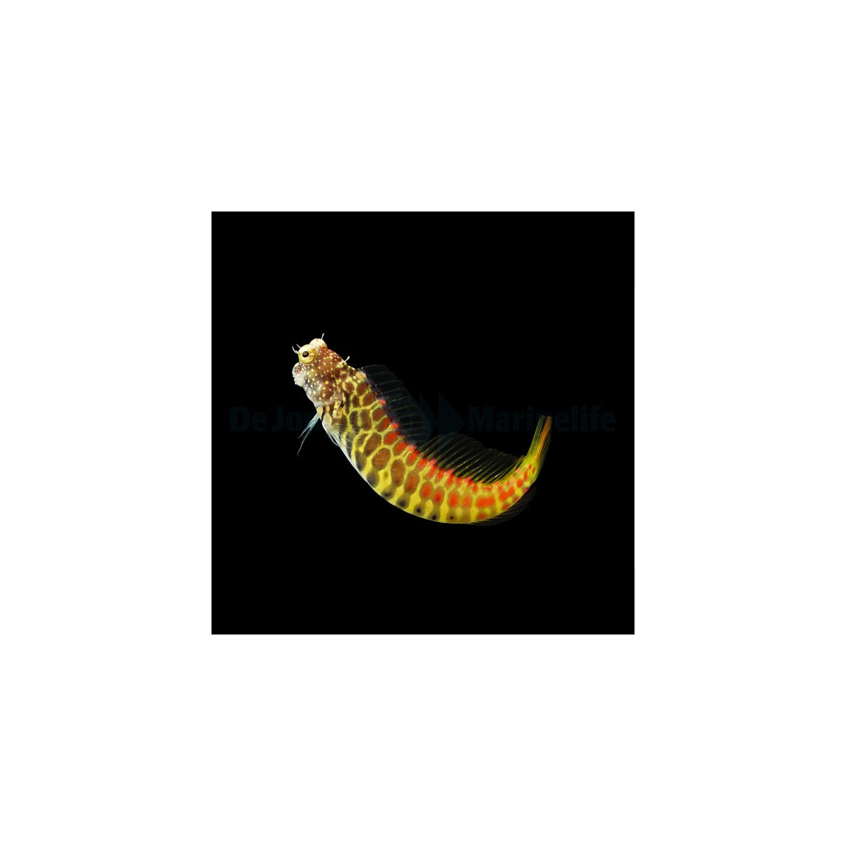 Salarias segmentatus - Segmentierter Schleimfisch