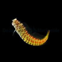 Salarias segmentatus - Segmentierter Schleimfisch