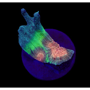 Pectinia spp. (Orange Center) (frag)