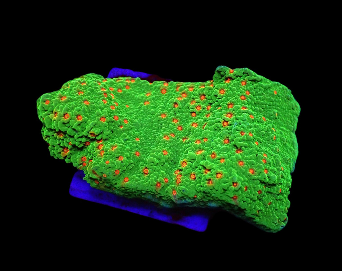 Montipora spp. Chilli Pepper (frag) box