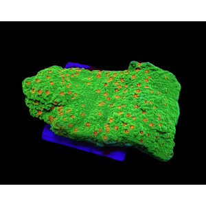 Montipora spp. Chilli Pepper (frag)