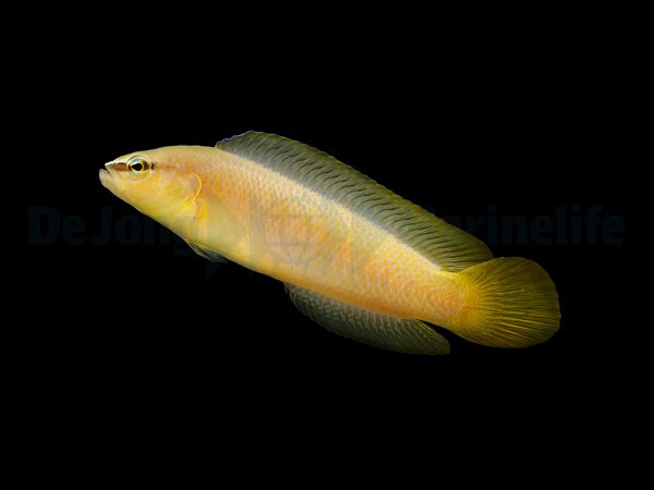 Pseudochromis leucorhynchus - Zwergbarsc box