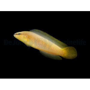 Pseudochromis leucorhynchus - Zwergbarsch