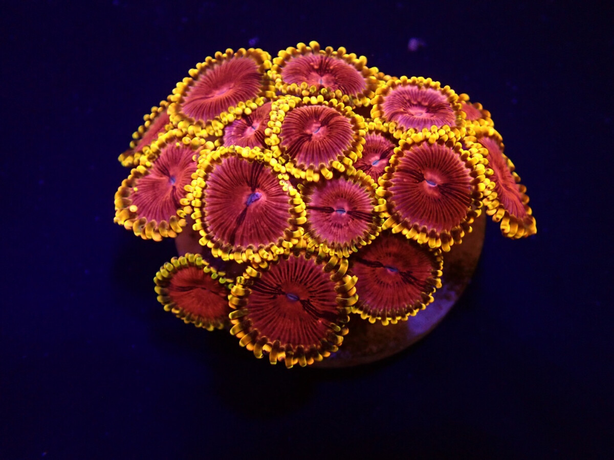 Zoanthus spp. (Fake Lime Chilli) (frag) box