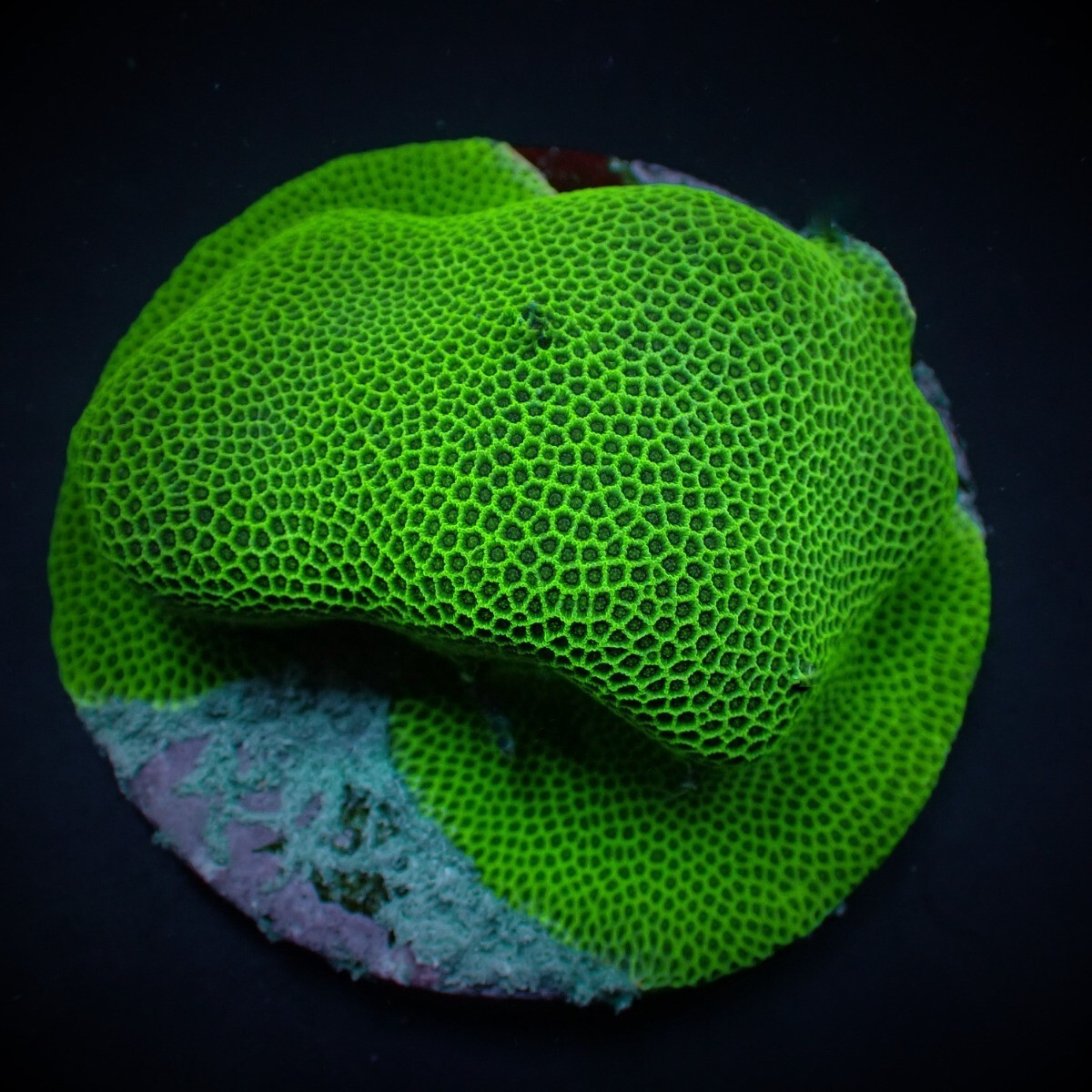 Porites Ruby Ø ca. 3-4 cm