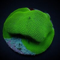 Porites Ruby Ø ca. 3-4 cm
