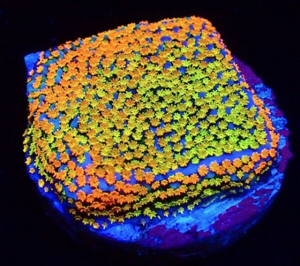 Montipora spp. Rainbow (frag)
