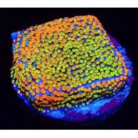 Montipora spp. Rainbow (frag)