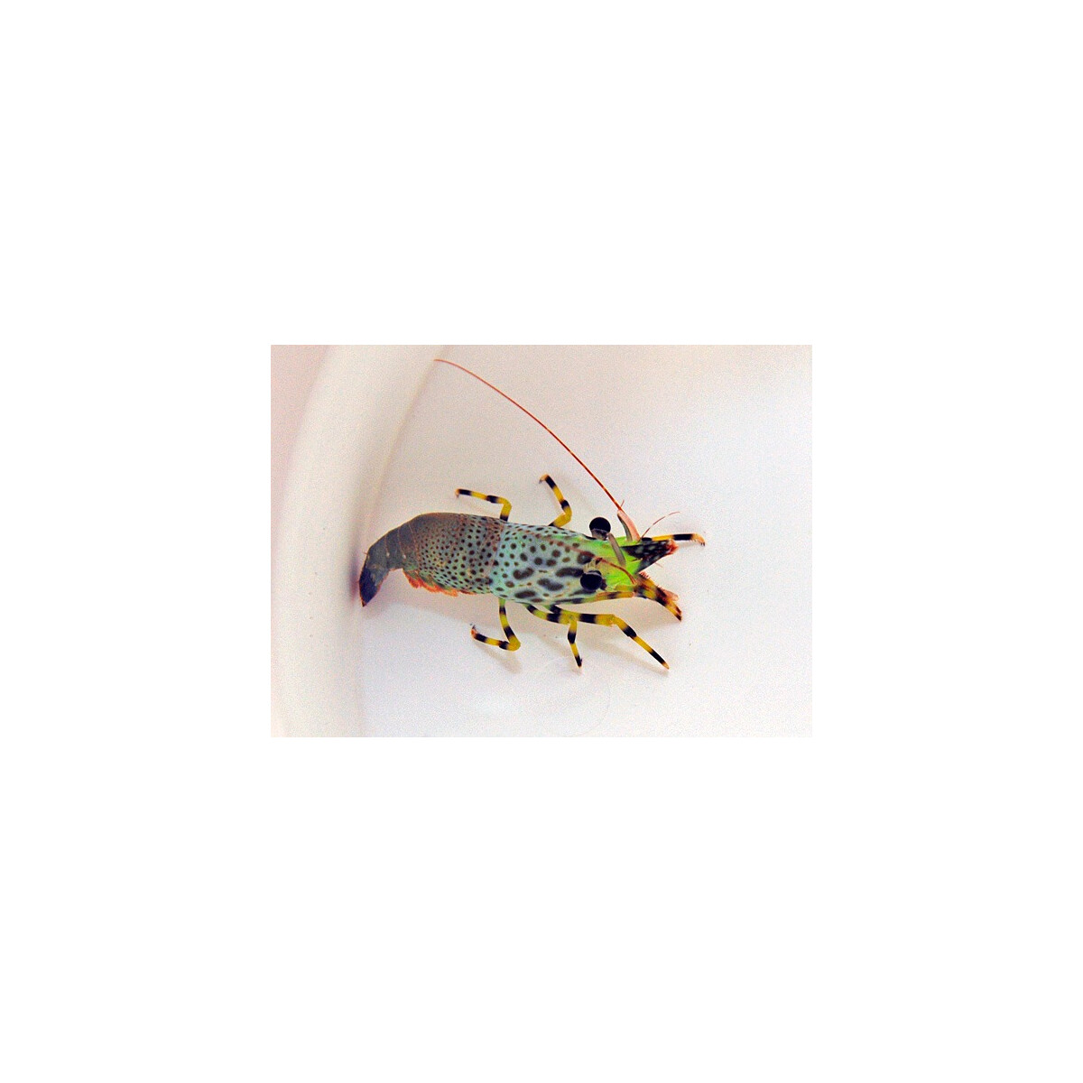 Micro Saron Saron inermis (Female)