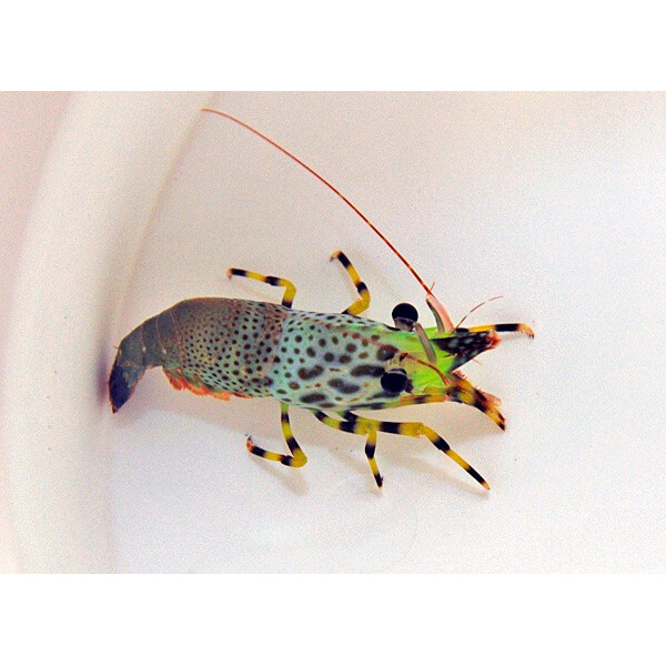 Saron inermis (Female)
