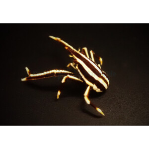 Allogalathea elegans (Striped)