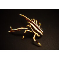 Allogalathea elegans (Striped)