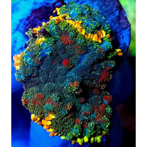 Rhodactis sp. - Rainbow Bounce ( per ear )