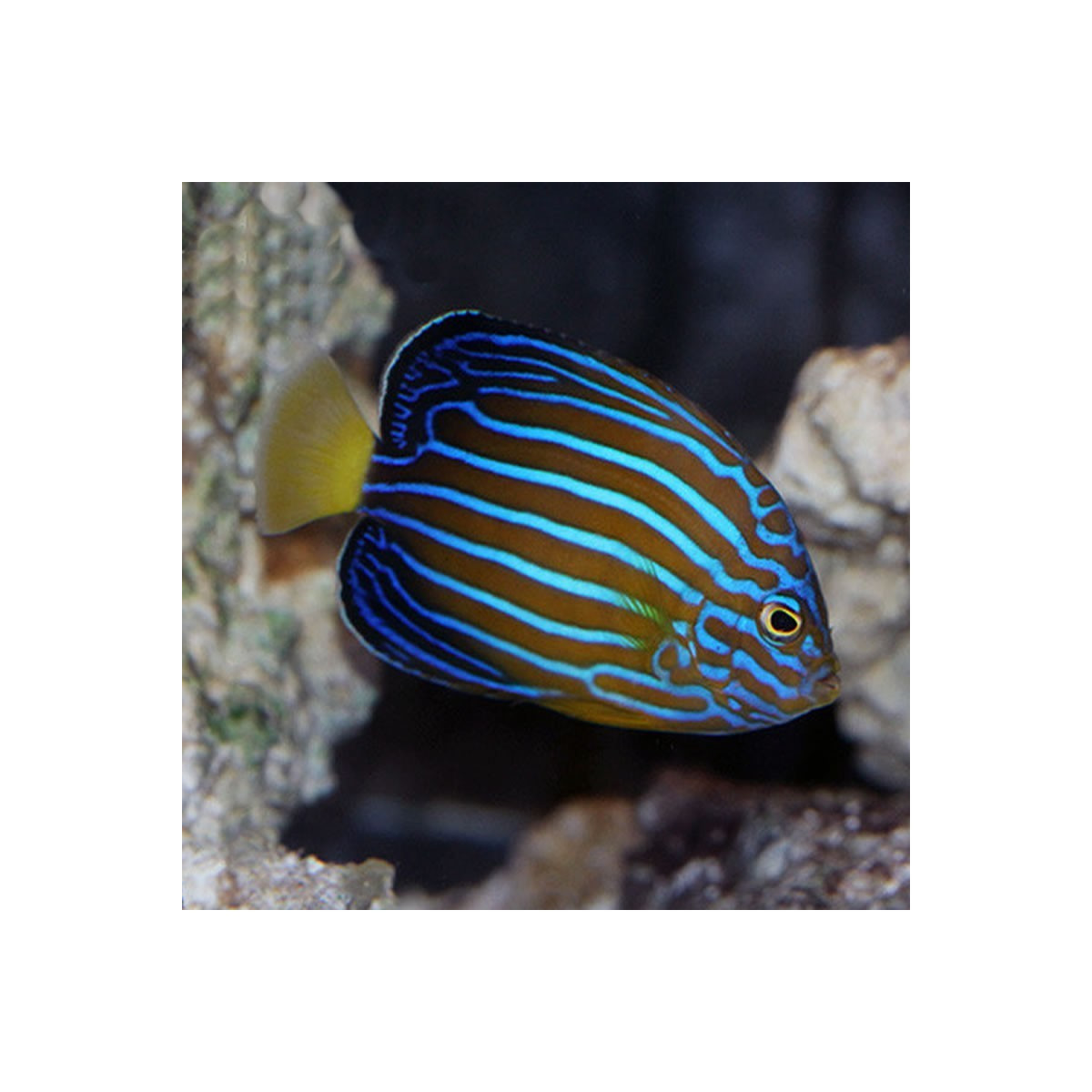 Chaetodontoplus septentrionalis - Blaustreifen...