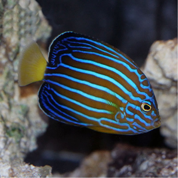 Chaetodontoplus septentrionalis - Blaustreifen Samtkaiserfisch