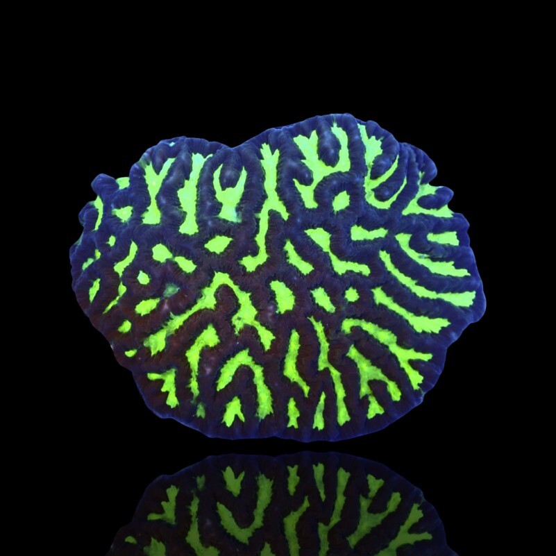 Platygyra Green Ultra (frag)