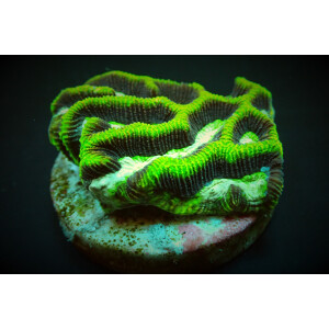Platygyra spp. (Premium) (frag)