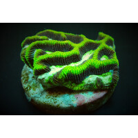 Platygyra spp. (Premium) (frag)