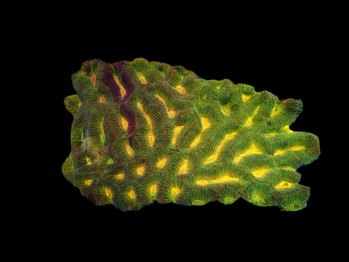 Platygyra spp. (green-orange) size:M