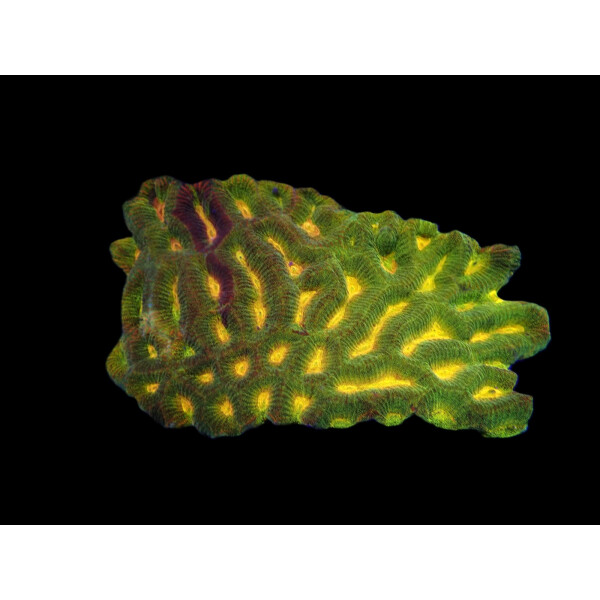 Platygyra spp. (green-orange) size:M