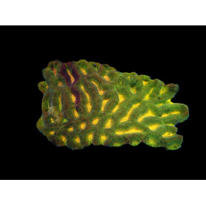 Platygyra spp. (green-orange) size:M