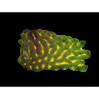 Platygyra spp. (green-orange) size:M