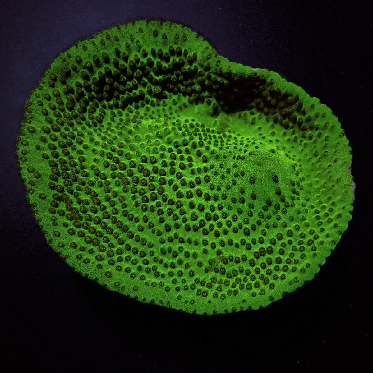 Turbinaria mesenterina size:M (Yellow Rim)