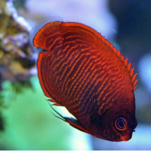 Centropyge aurantia - Goldstreifen Zwergkaiserfisch