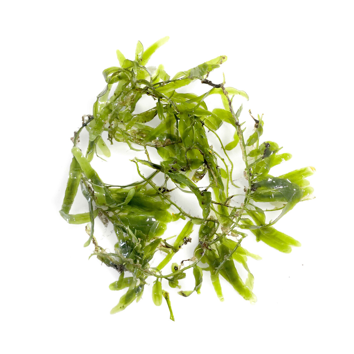 Caulerpa brachypus - Kleine Kriechsprossalge NZ